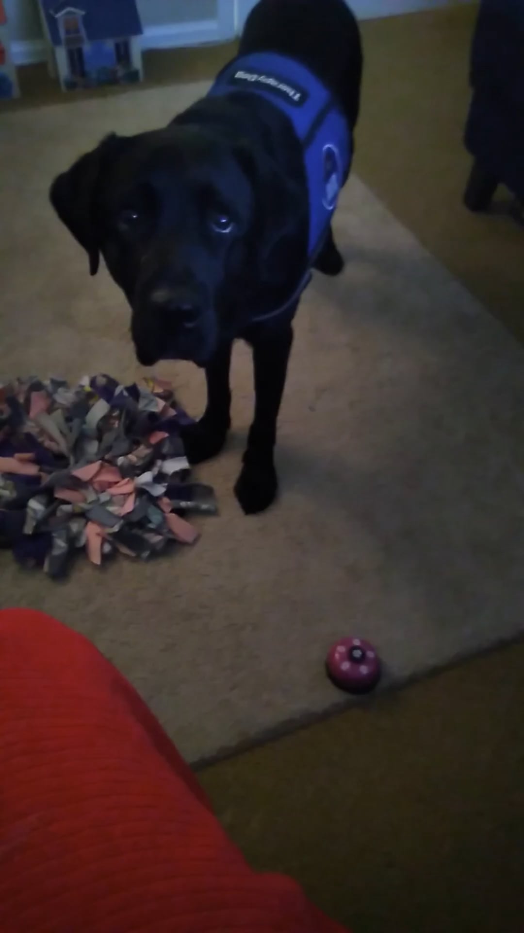 Southern Colorado Animal Assisted Therapy