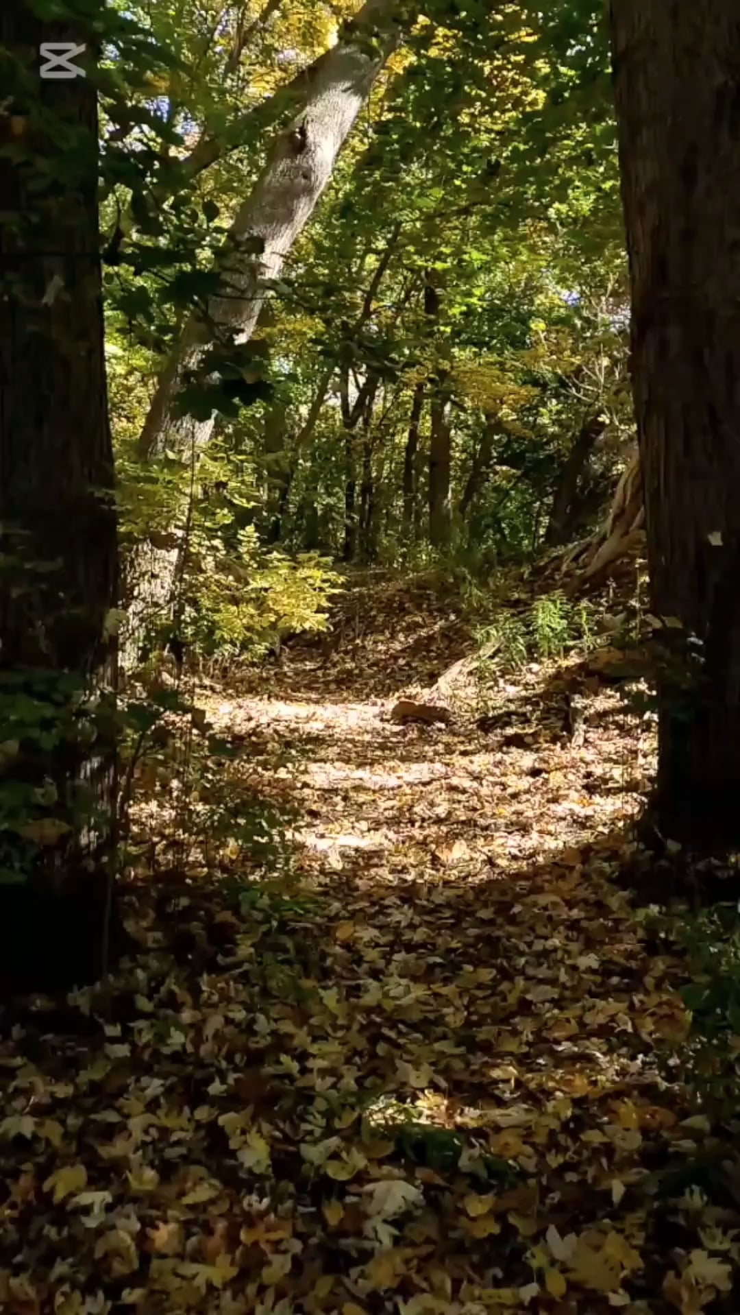 Sonya JF Barnett•Sex Therapy, Walk & Talk Therapy