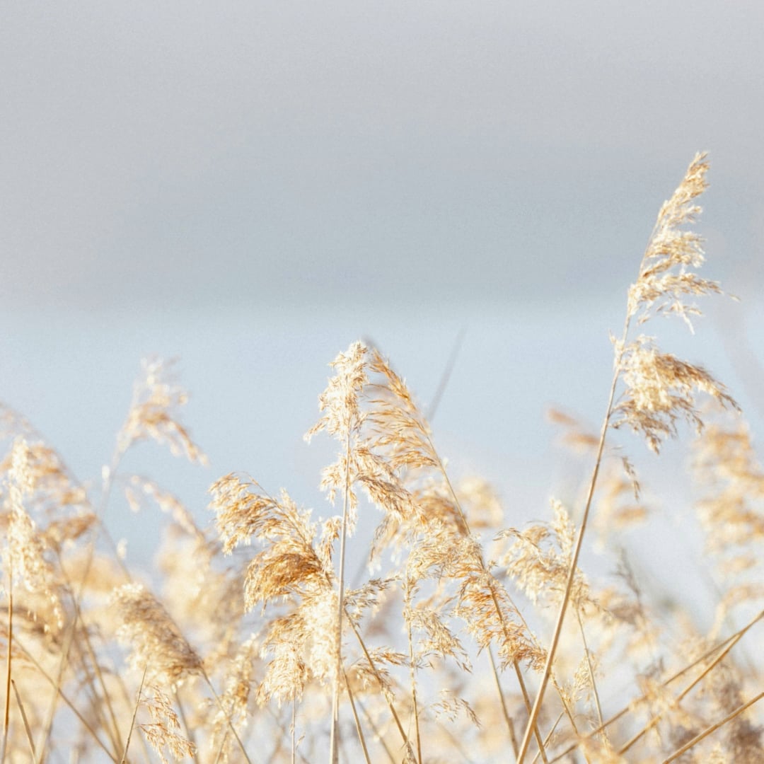 Inner Compass Counseling