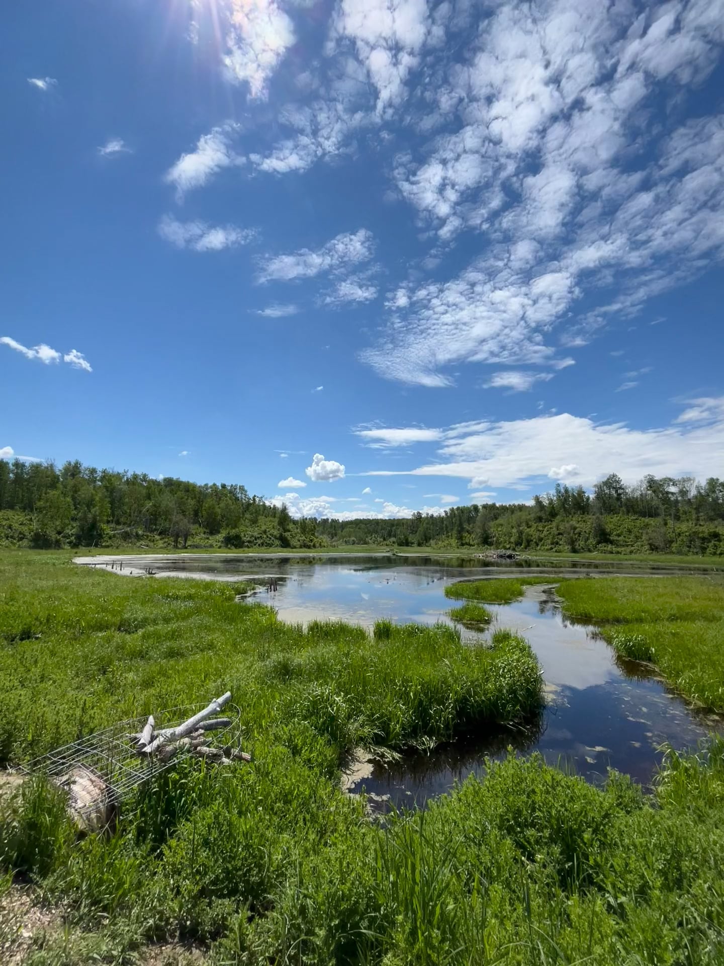 Arrive Wellness: Return to Your Nature