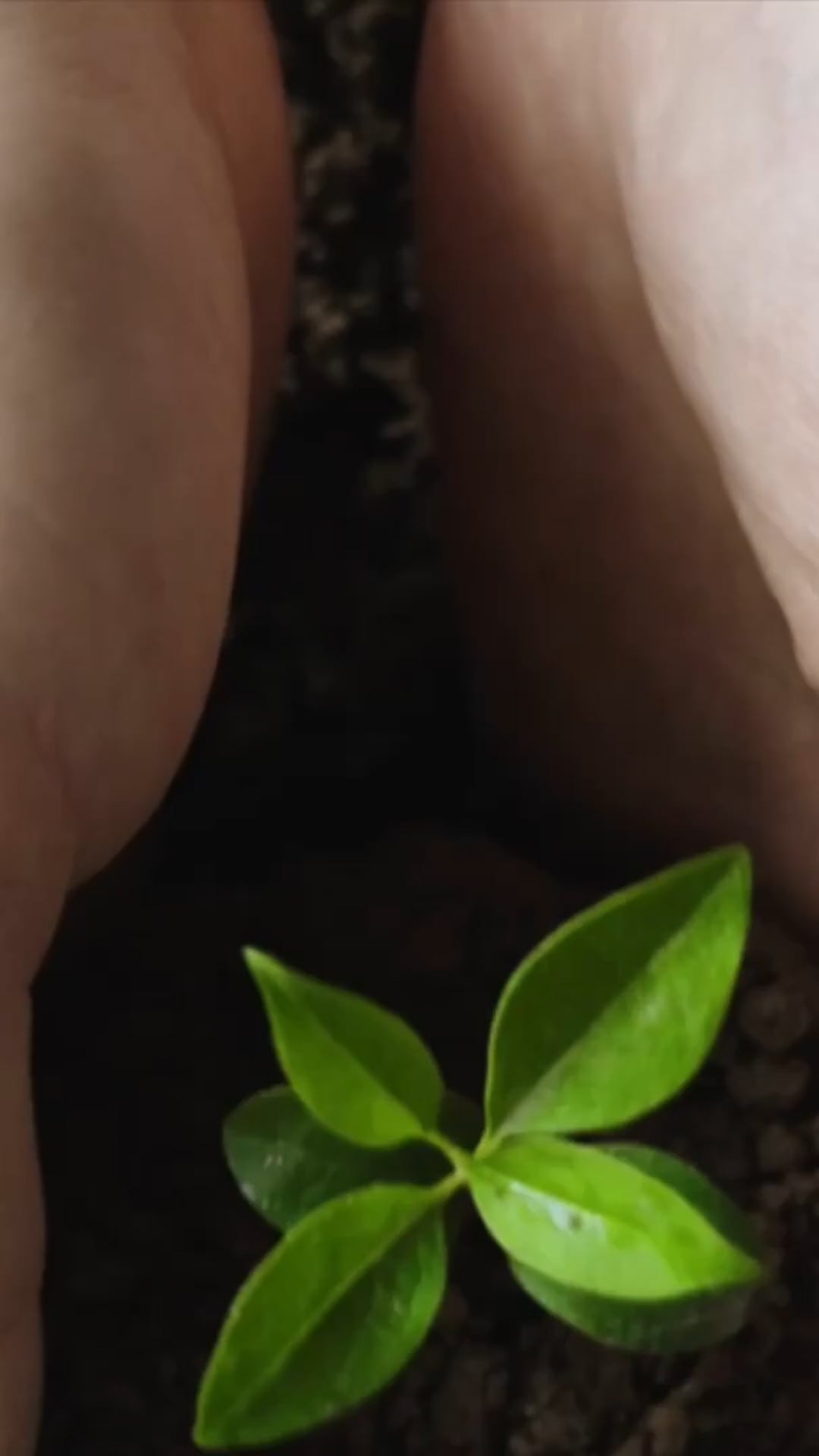 Lifebulb