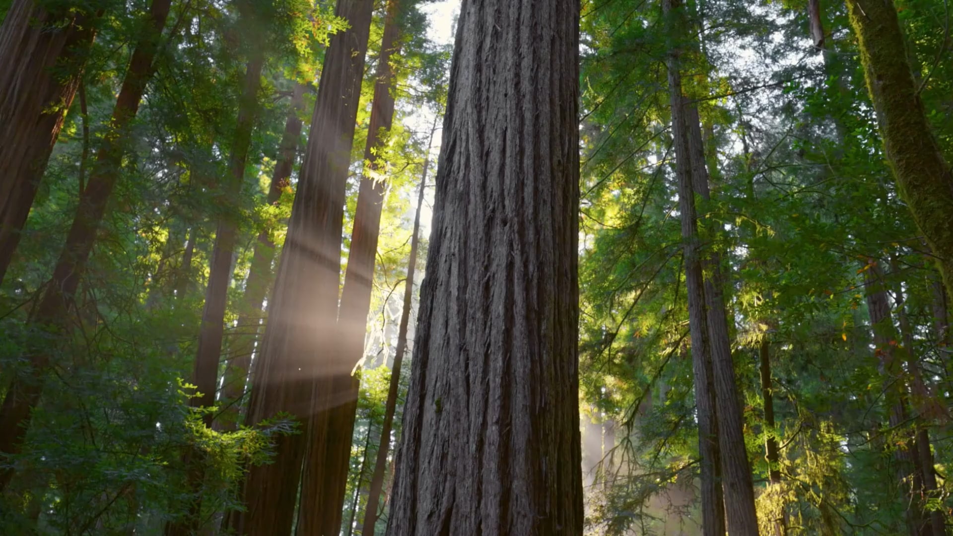 Muir Wood Teen Treatment - MH & Substance Use