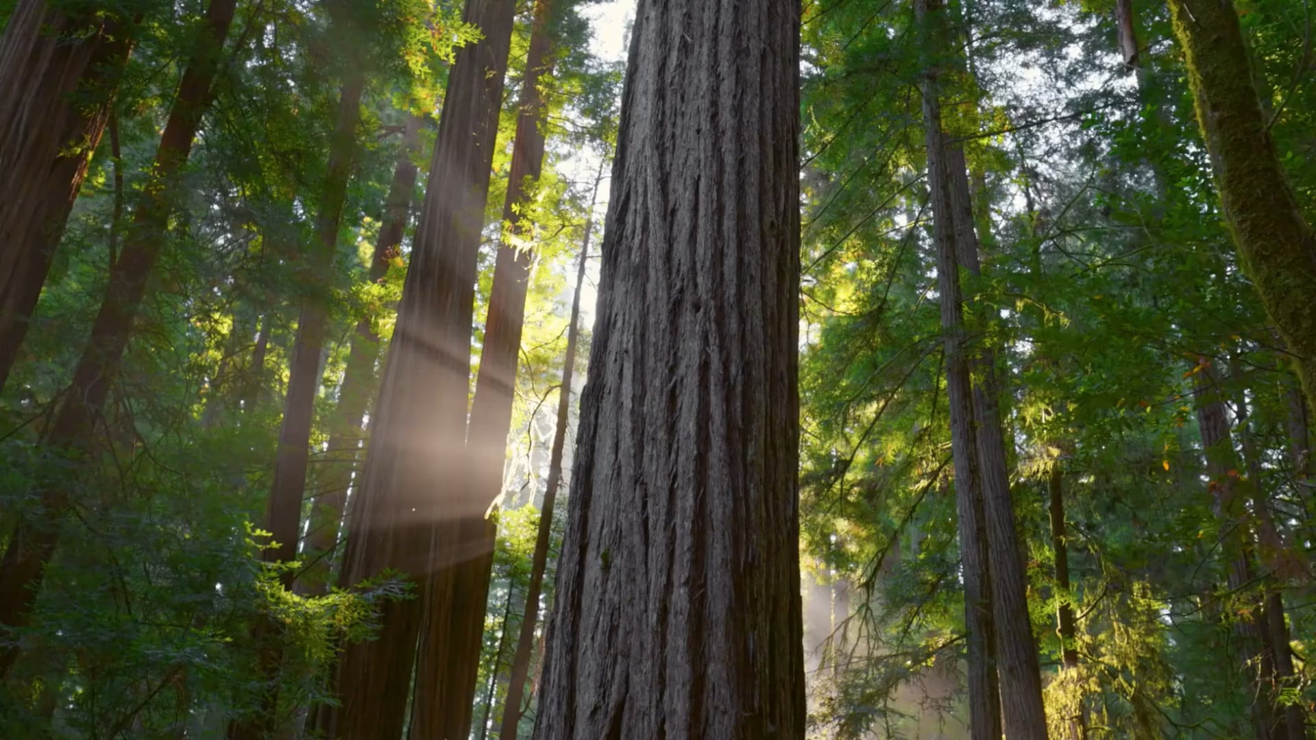 Muir Wood Teen Treatment - MH & Substance Use
